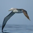 Salvin's albatross in flight, Patagonia, Chile.