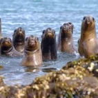 Colony of sea lions in Patagonia, Chile.