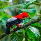 Andean cock-of-the-rock in Cali, Colombia.