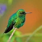A western emerald in Cali, Colombia.