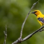 Yellow oriole in Cali, Colombia.