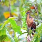 Hoatzin in Colombia