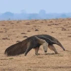 Giant anteater near Juan Solito Lodge in Colombia