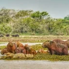 Capybara & spectacled caiman near Juan Solito Lodge in Colombia