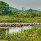 White-faced whistling duck flock near Juan Solito Lodge in Colombia