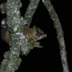 Kinkajou in Colombia.