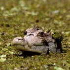 Caiman in Hata la Aurora, Colombia.