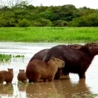 Capybara family in Colombia.