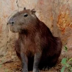 A sitting capybara, Colombia.