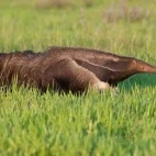 Giant anteater in Los Llanos, Colombia.
