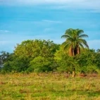 Greenery of Hato la Aurora, Colombia.