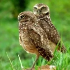Pair of burrowing owls, Colombia.