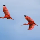 A pair of scarlet ibis, Colombia.