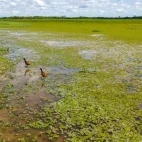 View of the wetland of Hato la Aurora, Colombia.