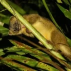 Olinguito in Colombia.