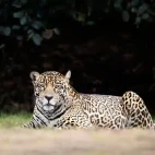 Jaguar at rest in Colombia.