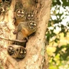 Brumback's night monkey in Colombia.