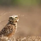 Burrowing owl in Colombia.