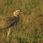 Double-striped thick-knee in Colombia.