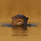 Giant otter in the water.