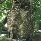 Great horned owl roosting, in Colombia.