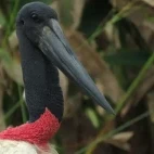 Jabiru stork in Colombia.