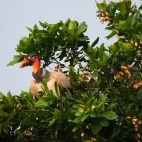King vulture in Colombia.