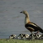 Orinoco goose with goslings, Colombia.