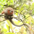Ornate titi in Colombia.