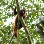 Red howler monkey in Colombia.