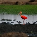 Scarlet ibis by the water, Colombia.