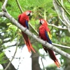 A pair of scarlet macaw.