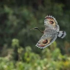 Sunbittern in flight.