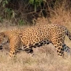 Jaguar walking amongst the grass in Colombia.