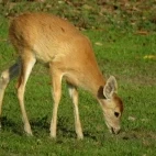 White-tailed deer in Colombia