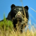 Spectacled bear in Colombia.