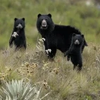 Spectacled bear in Colombia.