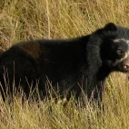 Spectacled bear in Colombia.
