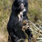 Spectacled bear in Colombia.