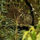 Stump-tailed porcupine in Colombia.