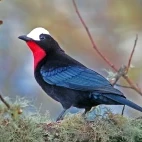 White-capped tanager in Colombia