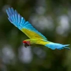 Great green macaw in flight, Costa Rica.