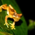 Hourglass tree frog in Costa Rica.