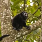 Mantled howler monkey in Costa Rica.