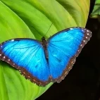 Blue morpho butterfly in Costa Rica.