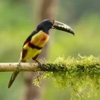 Collared aracari in Costa Rica.