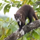 White-nosed coati in Costa Rica.