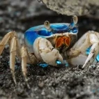 Blue land crab in Costa Rica