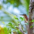 Green heron in Costa Rica