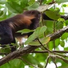 Howler monkey in Cahuita, Costa Rica